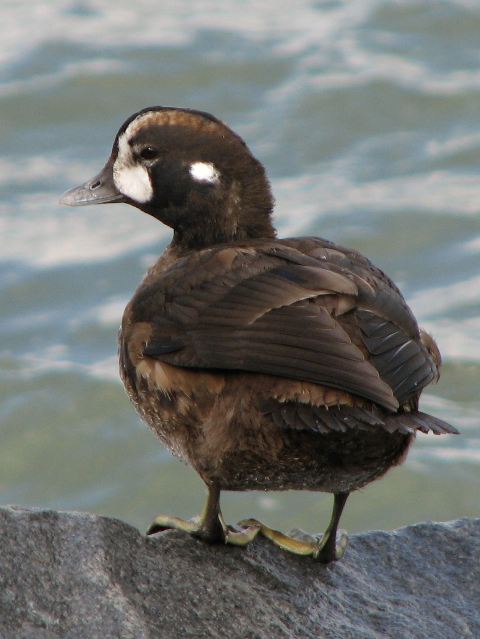 Harlequin Duck